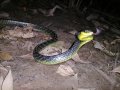 Chironius septentrionalis