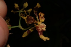 Oncidium