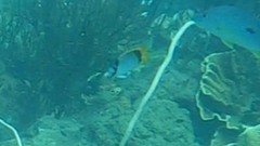 Chaetodon lineolatus