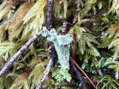 Cladonia chlorophaea