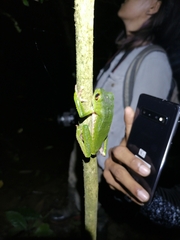 Phyllomedusa trinitatis
