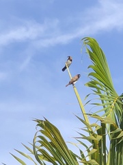 Lonchura leucogastroides