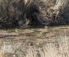 Zonotrichia leucophrys