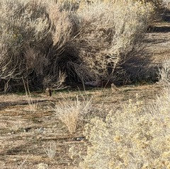 Zonotrichia leucophrys