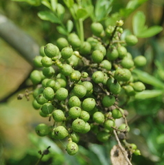 Zanthoxylum fagara