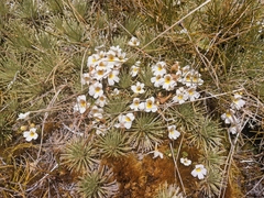 Celmisia sessiliflora