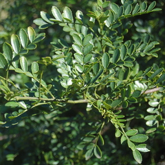 Zanthoxylum fagara