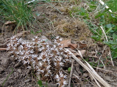 Pachysandra procumbens