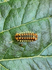 Monoleuca longifascia