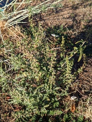 Ambrosia acanthicarpa