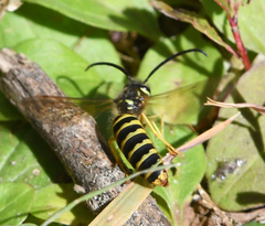 Vespula alascensis