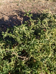 Atriplex suberecta