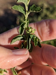 Atriplex suberecta