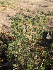Salsola