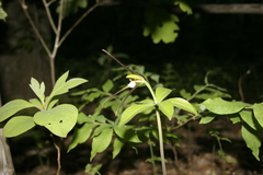 Isotria verticillata