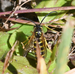 Vespula alascensis
