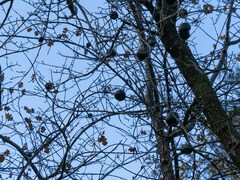 Andricus quercuscalifornicus