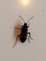 Rhyparochromus vulgaris