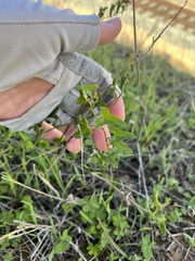 Calystegia macrostegia