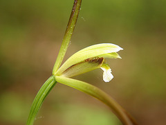 Isotria verticillata