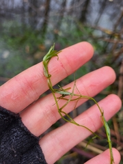 Callitriche