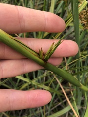 Cladium procerum