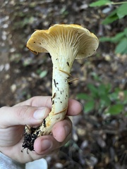 Cantharellus formosus