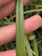Cladium procerum
