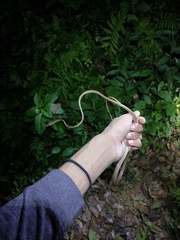 Oxybelis rutherfordi