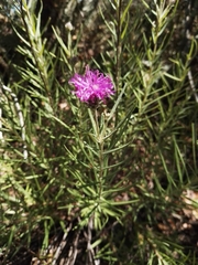 Lessingianthus plantaginodes