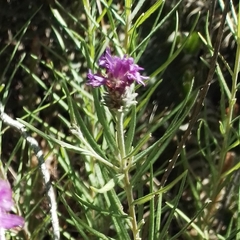 Lessingianthus plantaginodes