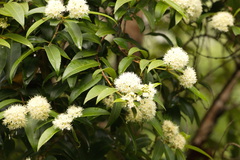 Backhousia citriodora