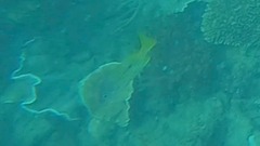 Lutjanus fulviflamma