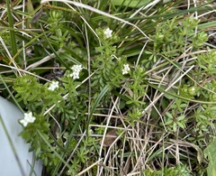 Asperula gunnii