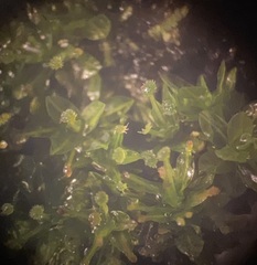 Calymperes palisotii