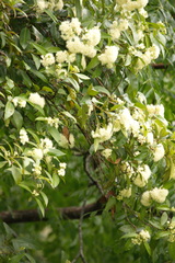 Backhousia citriodora