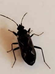 Rhyparochromus vulgaris