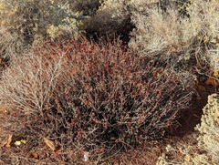Eriogonum fasciculatum