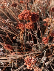 Eriogonum fasciculatum