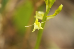 Liparis loeselii