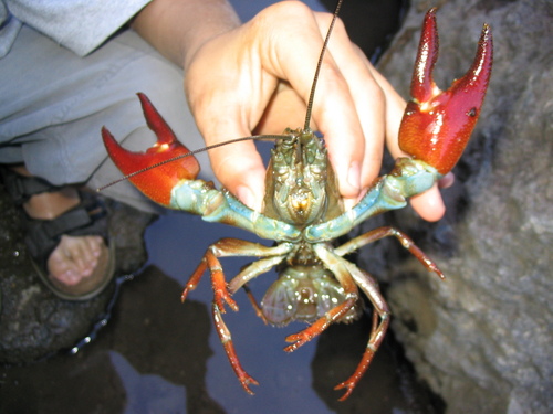 Signal Crayfish, Owyhee County, ID, USA, photo 9 of 10
