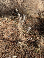 Amsinckia tessellata