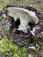 Catathelasma ventricosum