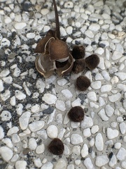 Ipomoea pes-caprae brasiliensis