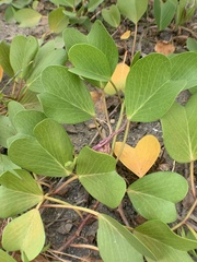 Ipomoea pes-caprae brasiliensis