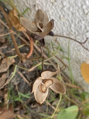 Ipomoea pes-caprae brasiliensis