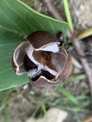Ipomoea pes-caprae brasiliensis