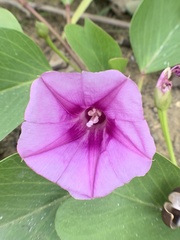 Ipomoea pes-caprae brasiliensis