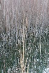 Sorghastrum nutans