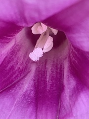 Ipomoea pes-caprae brasiliensis